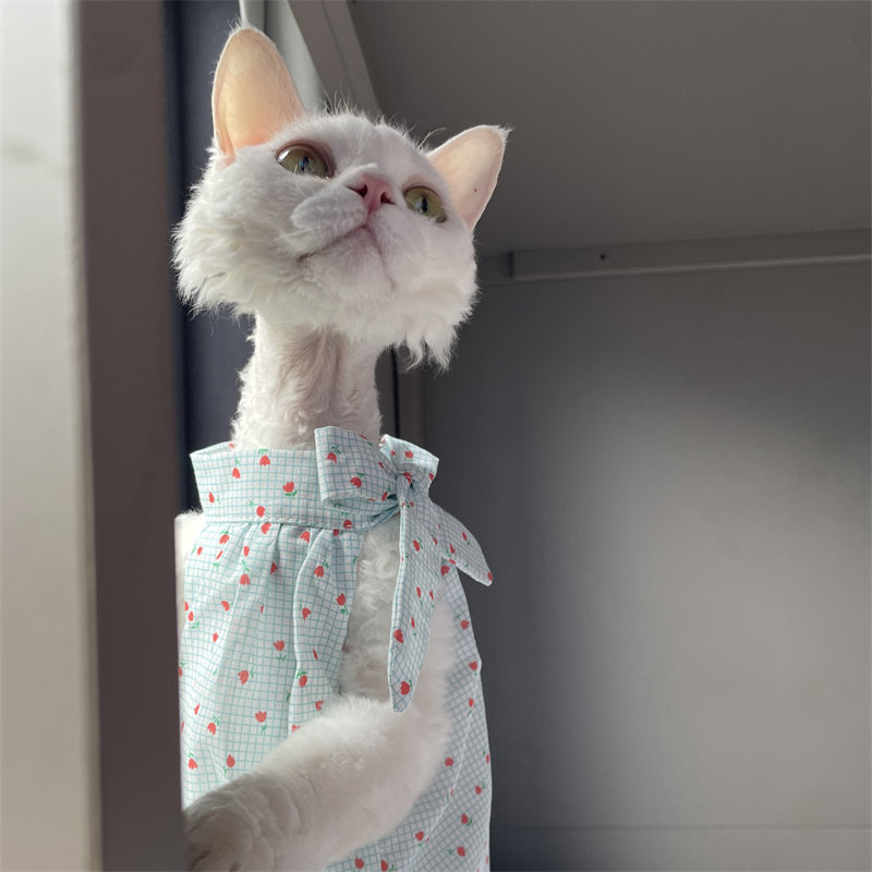 Cat Clothing in Summer Sweet L - Winter Clothing Layers recensione e prezzo